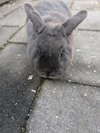 Lief mannetjes konijn 4 maanden oud, Dieren en Toebehoren, Mannelijk