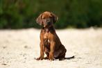 Super knappe Rhodesian Ridgeback pups teefjes, Dieren en Toebehoren, Overige rassen, CDV (hondenziekte), 8 tot 15 weken, Teef