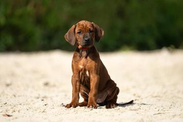Super knappe Rhodesian Ridgeback pups teefjes beschikbaar voor biedingen