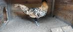 Pluimvee. Jonge hanen 6 maanden oud., Dieren en Toebehoren, Pluimvee