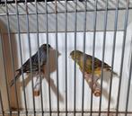 Koppel kanaries, Dieren en Toebehoren, Vogels | Kanaries, Meerdere dieren, Kleurkanarie