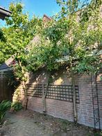 Kersenboom, appelboom en perenboom, Ophalen, 250 tot 400 cm, Kersenboom