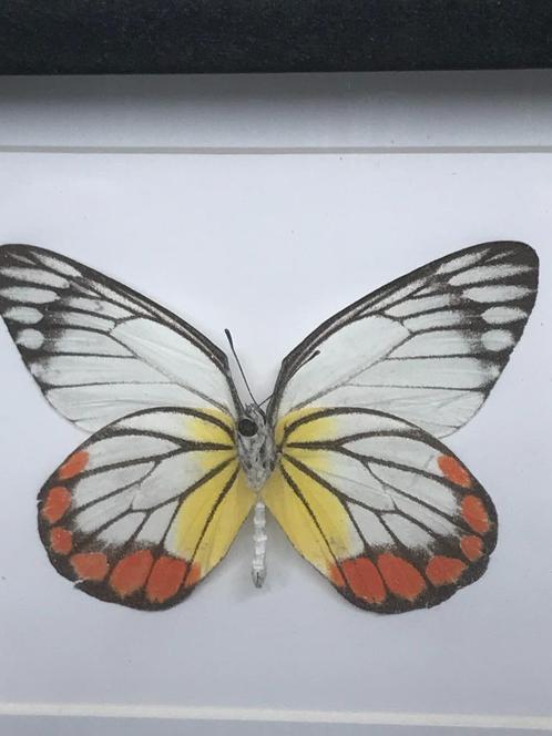 vlinder Delias Hyparete, Verzamelen, Dierenverzamelingen, Nieuw, Opgezet dier, Overige soorten, Ophalen of Verzenden