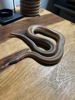 1.0.0 driestreepboa, rosy boa, lichanura, Dieren en Toebehoren, Reptielen en Amfibieën, Slang, 0 tot 2 jaar