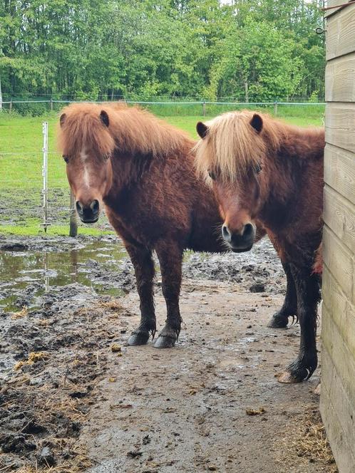 Twee gezellige en brave shetlanders 2015, Dieren en Toebehoren, Pony's, Ruin, Niet van toepassing, A pony (tot 1.17m), Recreatiepony