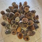 Dennenappels - 53 stuks - 10-15cm, Ophalen, Zo goed als nieuw