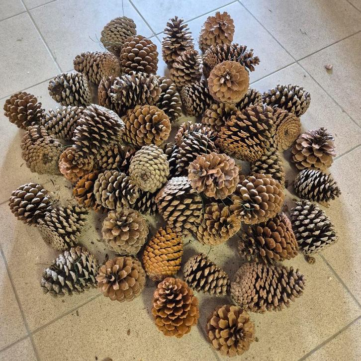 Dennenappels - 53 stuks - 10-15cm, Huis en Inrichting, Woonaccessoires | Overige, Zo goed als nieuw, Ophalen