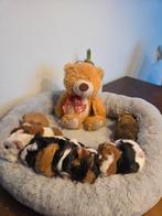 Te koop leuke cavia's zeugjes en beertjes, November, Meerdere dieren, Cavia