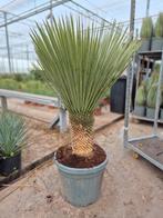 Yucca ROSTRATA, winterhard, Tuin en Terras, Ophalen, Overige soorten, Volle zon