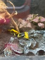 Phyllobates bicolor, Amfibie, 0 tot 2 jaar