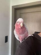 Super handtamme rosé kaketoe, Dieren en Toebehoren, Vogels | Parkieten en Papegaaien, Vrouwelijk, Papegaai, Tam