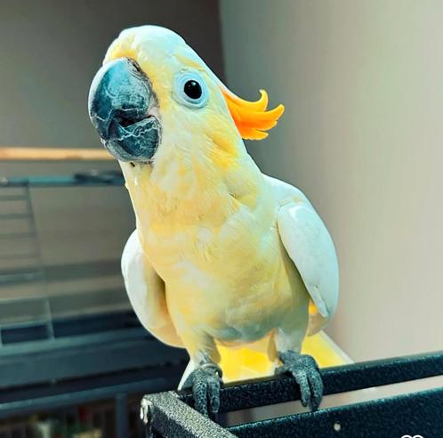 oranje , geel & witkuif kaketoes, Dieren en Toebehoren, Vogels | Parkieten en Papegaaien, Papegaai, Meerdere dieren