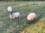 Bleu du maine dekrammen, Dieren en Toebehoren, Schapen, Geiten en Varkens, Mannelijk, Schaap