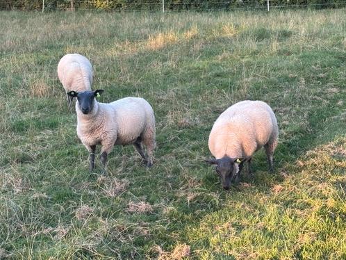 Bleu du maine dekrammen, Dieren en Toebehoren, Schapen, Geiten en Varkens, Schaap, Mannelijk