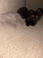 Britse korthaar kittens choco, lilac en zwart, Dieren en Toebehoren, Katten en Kittens | Raskatten | Korthaar, Meerdere dieren