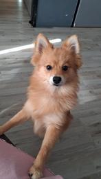 Pomeriaan/keeshond reutje 6 maand, Dieren en Toebehoren, 15 weken tot 1 jaar, Reu, Eén hond, Nederland