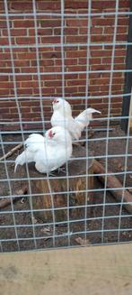 Antwerpse baardkriel haan, Dieren en Toebehoren, Pluimvee, Mannelijk, Kip