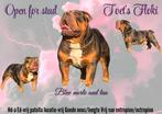 Old English Bulldog dekreu merle!, Dieren en Toebehoren, Honden | Bulldogs, Pinschers en Molossers, Reu, CDV (hondenziekte), Bulldog