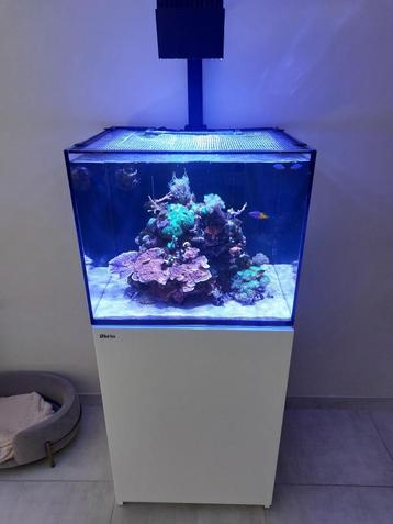 Red Sea Reefer 170 G1 Wit zoutwater rifsysteem beschikbaar voor biedingen