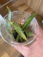 Begonia amphioxus, Ophalen of Verzenden, Overige soorten, Minder dan 100 cm