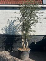 Meerstammige kurkeik quercus suber, Ophalen, Zomer, Halfschaduw, Overige soorten