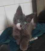 Maine coon kittens met stamboom, Dieren en Toebehoren, Katten en Kittens | Raskatten | Langhaar, Meerdere dieren, Gechipt