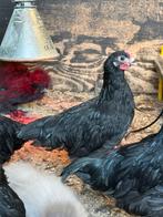 Dongxiang Lukedanji Haantje, Dieren en Toebehoren, Pluimvee, Mannelijk, Kip