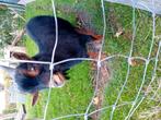 Dwerg bok te koop, Dieren en Toebehoren, Mannelijk, Geit