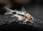Nieuw binnen!!! Corydoras habrosus!!!, Vis, Zoetwatervis