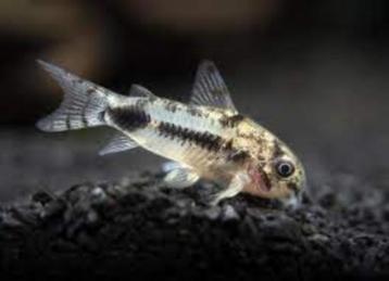 Nieuw binnen!!! Corydoras habrosus!!! beschikbaar voor biedingen