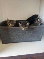 Kittens!, Dieren en Toebehoren, Katten en Kittens | Overige Katten, Meerdere dieren, Kortharig, 0 tot 2 jaar