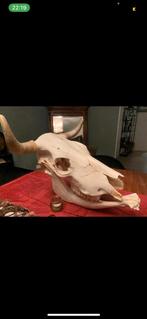 Grote koe schedel, stier, kop, opgezet, tanden, curiosa,, Verzenden, Schedel