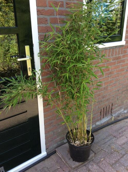 Fargesia Muriliae Joy, Tuin en Terras, Planten | Bomen, Overige soorten, Bloeit niet, Ophalen