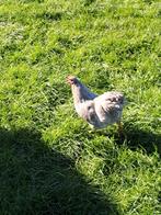 Prachtige Wyandotte, Dieren en Toebehoren, Pluimvee, Mannelijk, Kip