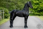 Diverse Friese talenten, Dieren en Toebehoren, Paarden, Merrie