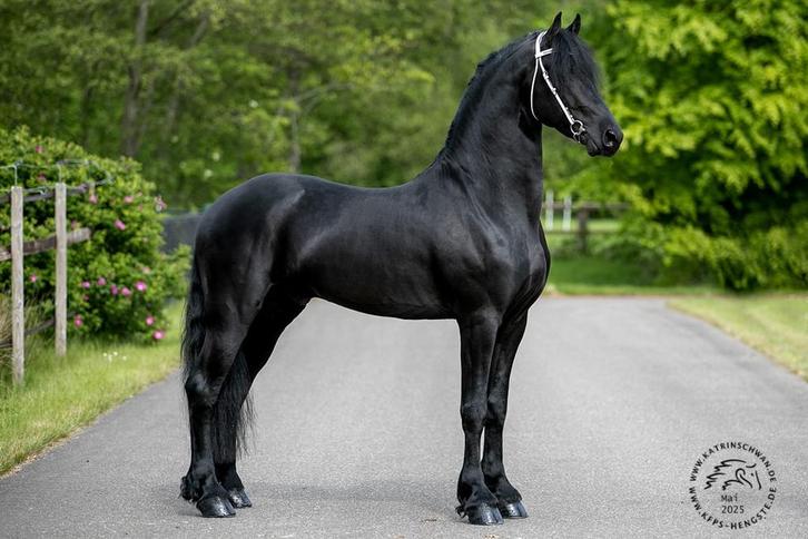 Diverse Friese talenten, Dieren en Toebehoren, Paarden, Merrie