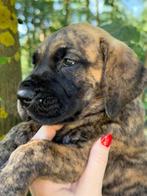 Duitse dog, Dieren en Toebehoren, Honden | Bulldogs, Pinschers en Molossers, Particulier, Rabiës (hondsdolheid), 8 tot 15 weken