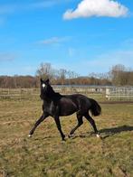 2jarige kwpn merrie lowlands x desperado, Merrie, Met stamboom, Dressuurpaard, 0 tot 2 jaar