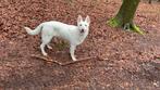 Zwitserse witte herder met stamboom geb. 14-8-21, Dieren en Toebehoren, Rabiës (hondsdolheid), Teef, Eén hond, Nederland