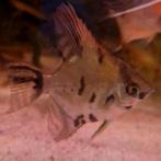 10 x jonge gemêleerde maanvissen in diverse kleuren, Vis, Zoetwatervis, Schoolvis