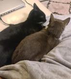 2 lieve poezen, Dieren en Toebehoren, Katten en Kittens | Raskatten | Korthaar, Poes, Ontwormd, 3 tot 5 jaar