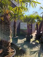 Palmbomen winterhard Trachycarpus Fortunei, met korting!, Volle zon, Ophalen of Verzenden, 100 tot 250 cm, Zomer