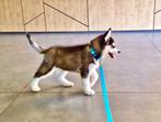 Blue Eyed Black & White Unique Siberian Husky Champion Puppy, Dieren en Toebehoren, Honden | Bulldogs, Pinschers en Molossers