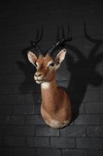 impala shouldermount opgezette antilope africa, Ophalen, Gebruikt, Hert, Gewei of Kop