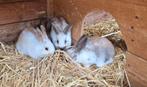 Jonge konijnen, klaar om te verhuizen, Dieren en Toebehoren, Meerdere dieren, Groot