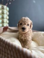 dwerg poedel pups champagne kleur 🧡, Dieren en Toebehoren, Honden | Chihuahua's en Gezelschapshonden, Poedel, 8 tot 15 weken
