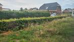 Gratis struiken (beukenhaag), Tuin en Terras, Planten | Struiken en Hagen, Ophalen, Beukenhaag, 100 tot 250 cm