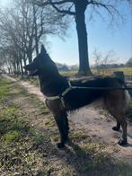 Mechelse herder aangeboden, Teef, Eén hond, 3 tot 5 jaar, Nederland