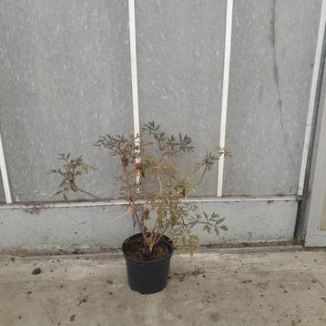 Sambucus nigra 'Black Lace' | Zwarte vlier 3 voor 25 beschikbaar voor biedingen