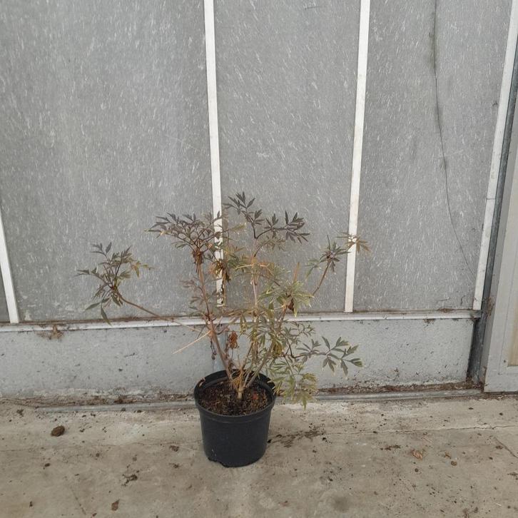 Sambucus nigra 'Black Lace' | Zwarte vlier 3 voor 25, Tuin en Terras, Planten | Struiken en Hagen, Overige soorten, Minder dan 100 cm